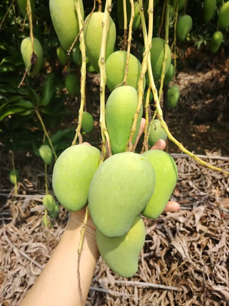 台农芒果当季现摘热带水果整箱装小台鸡蛋芒现采直发