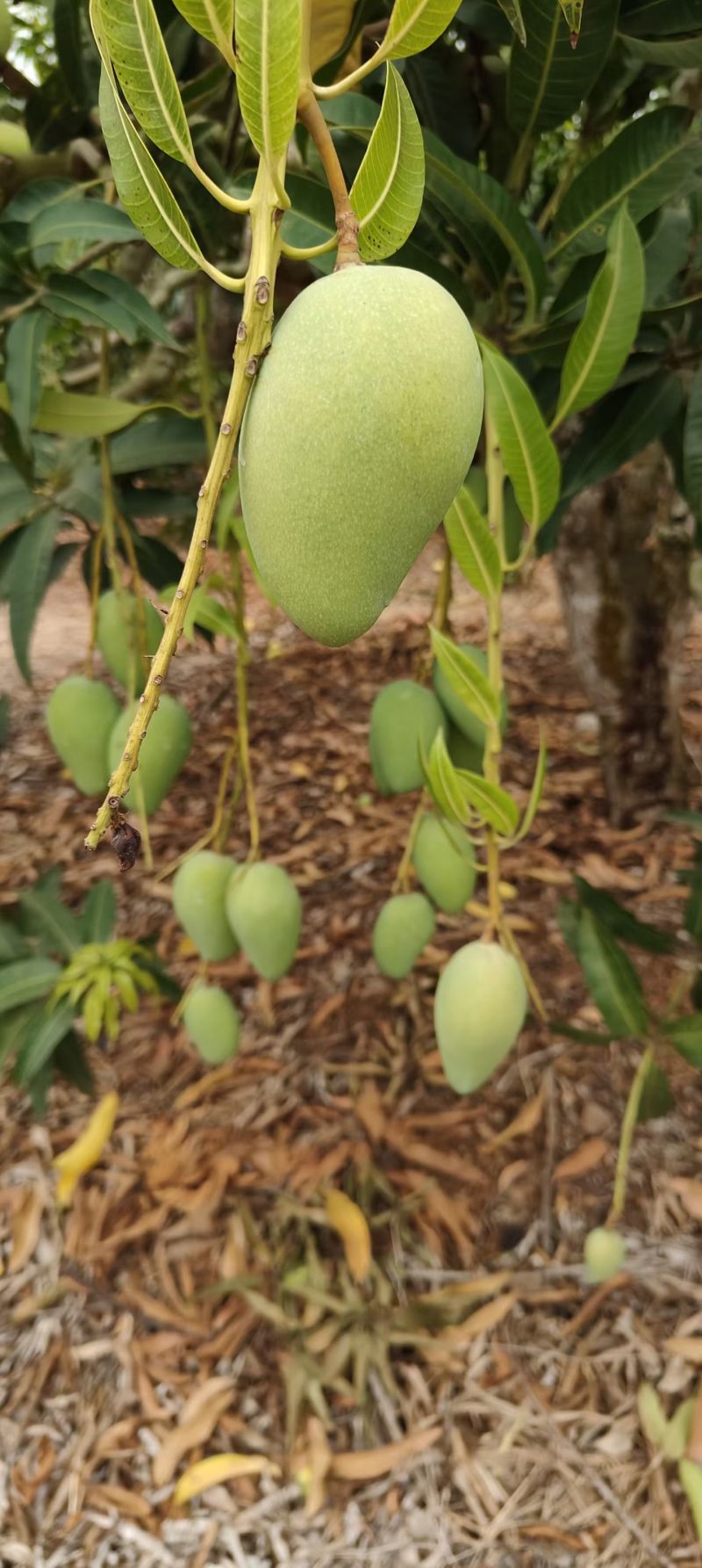 台农芒果当季现摘热带水果整箱装小台鸡蛋芒现采直发