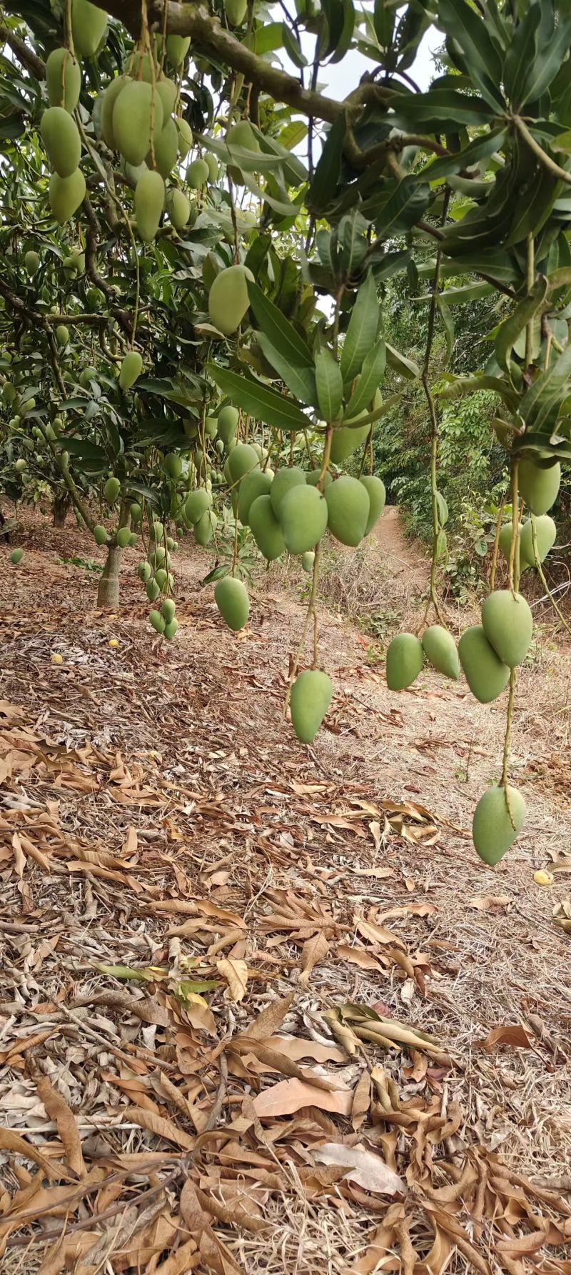 台农芒果当季现摘热带水果整箱装小台鸡蛋芒现采直发