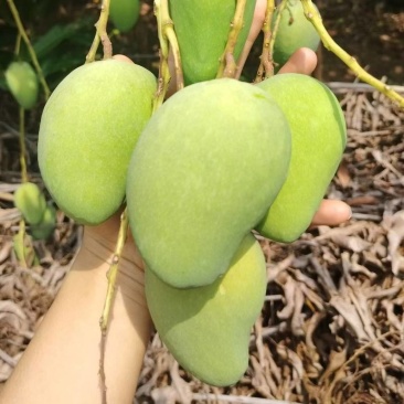 台农芒果当季现摘热带水果整箱装小台鸡蛋芒现采直发