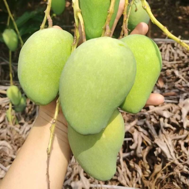 台农芒果当季现摘热带水果整箱装小台鸡蛋芒现采直发