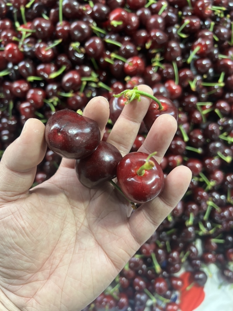美早🍒团购抖音拼多多视频号快手直播带货