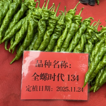 山东寿光全螺时代134螺丝椒苗子