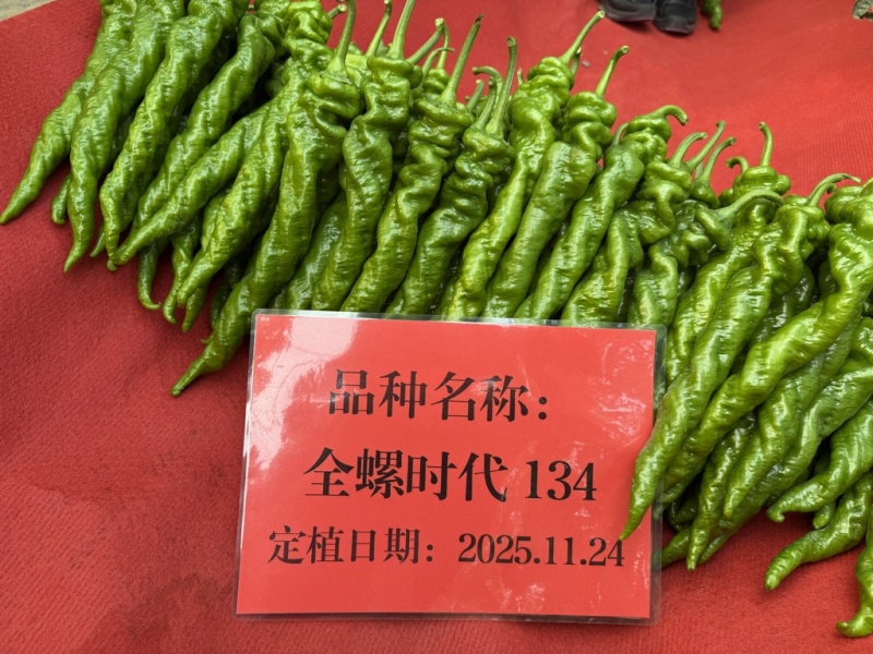 山东寿光全螺时代134螺丝椒苗子