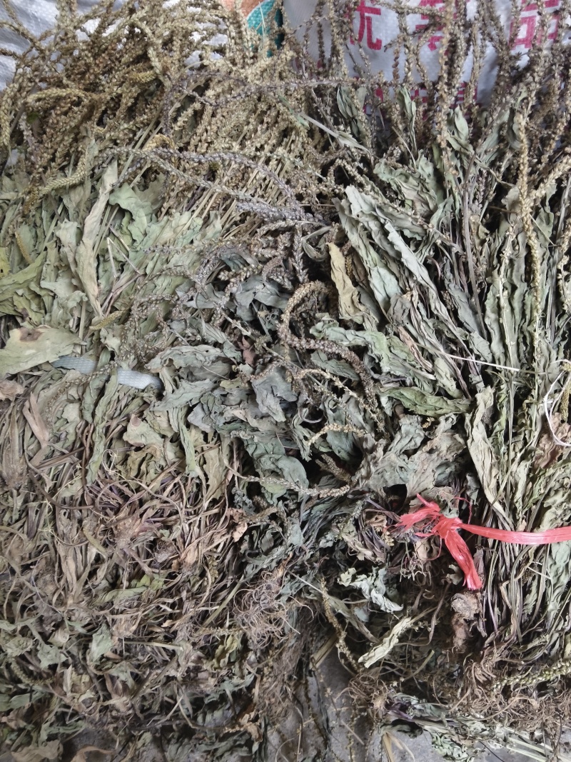 野生车前草干货自然晒干泡水泡茶泡汤