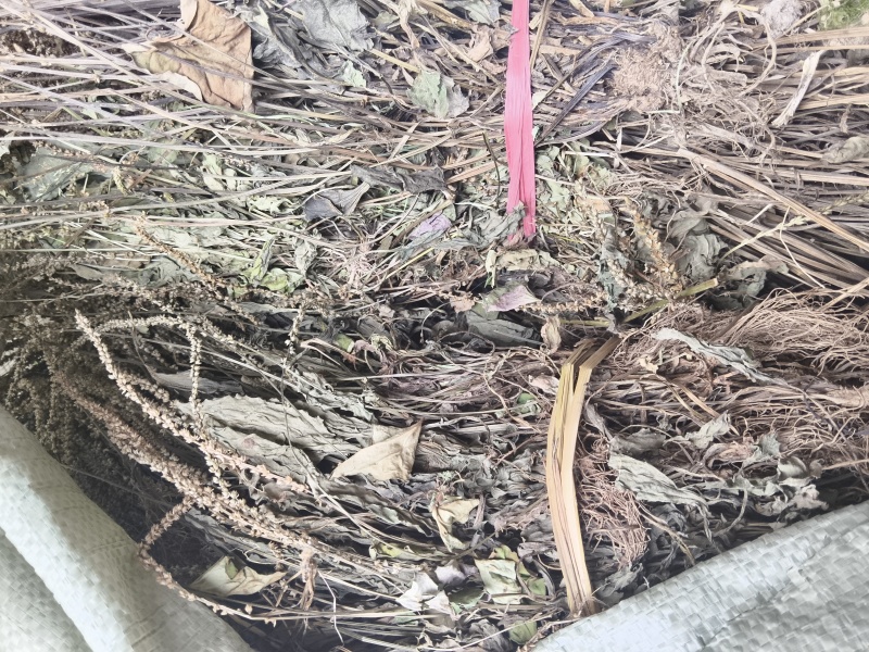 野生车前草干货自然晒干泡水泡茶泡汤