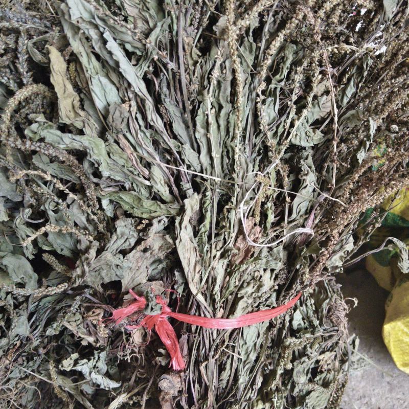 野生车前草干货自然晒干泡水泡茶泡汤