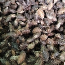 苍耳子，四川野生带刺，成熟种子，无硫无熏，有籽仁