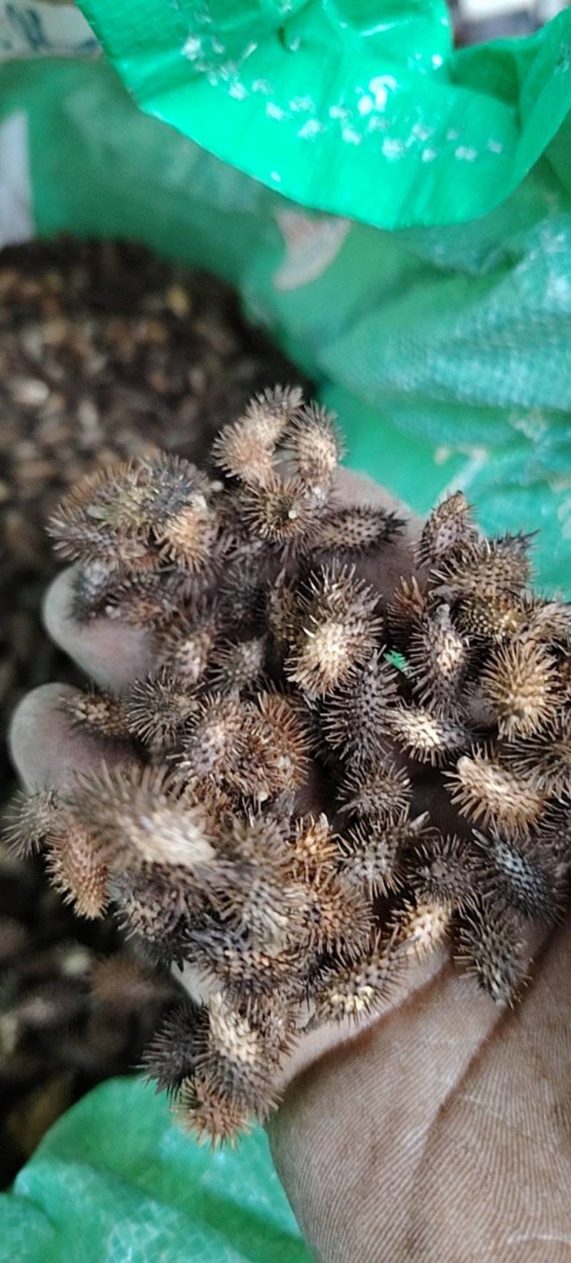 苍耳子，四川野生带刺，成熟种子，无硫无熏，有籽仁