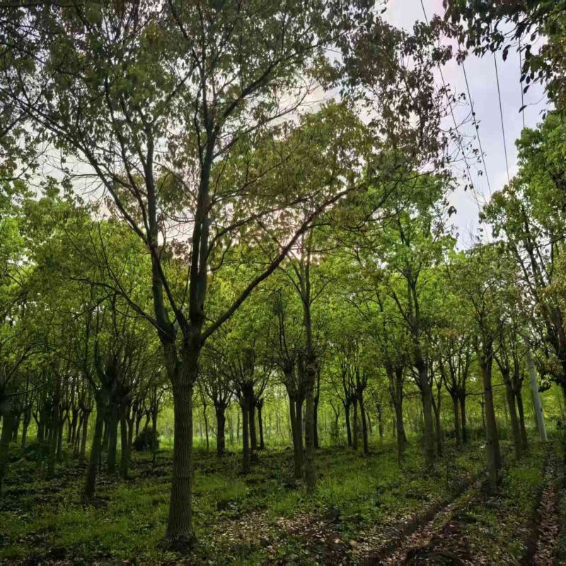 香樟树冠幅2-10米，基地直销，一手货源，大量出售