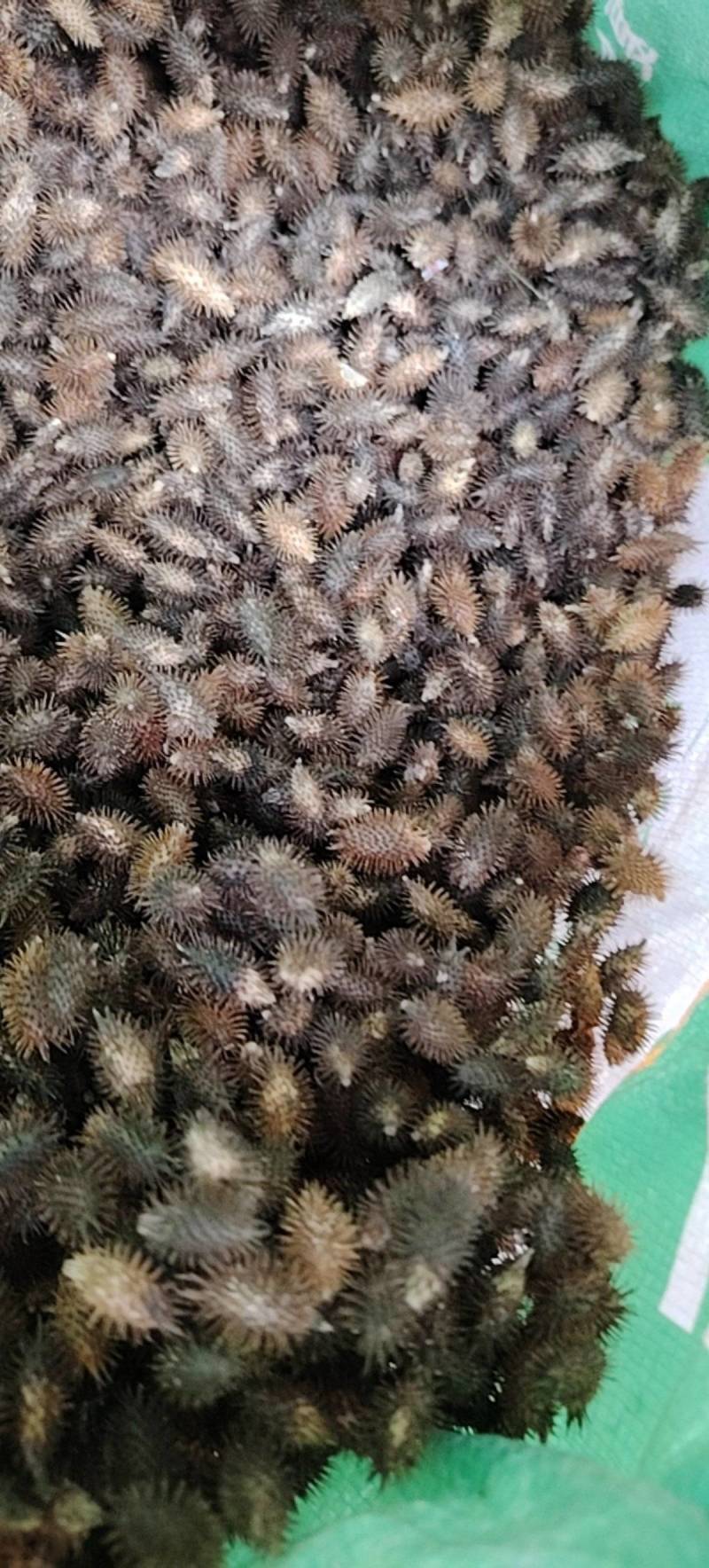苍耳子，四川野生带刺，成熟种子，无硫无熏，有籽仁