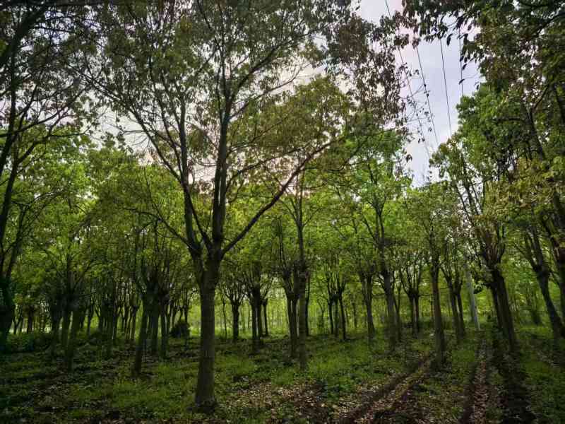 香樟树冠幅2-10米，基地直销，一手货源，大量出售