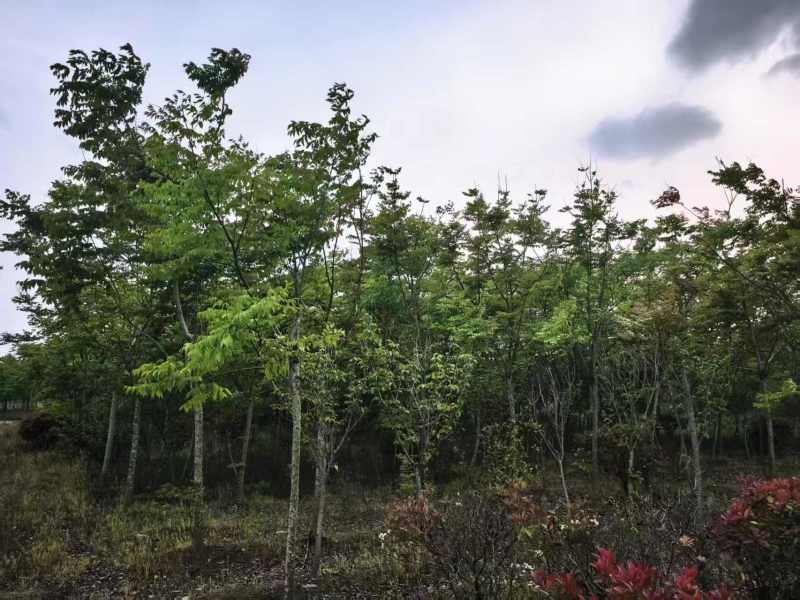 香樟树冠幅2-10米，基地直销，一手货源，大量出售