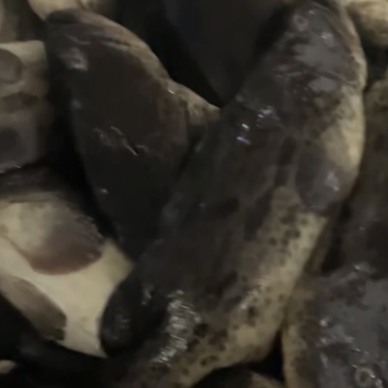 石斑鱼，东星斑