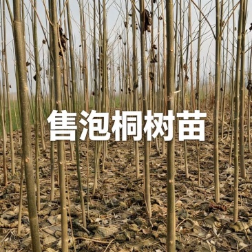 泡桐