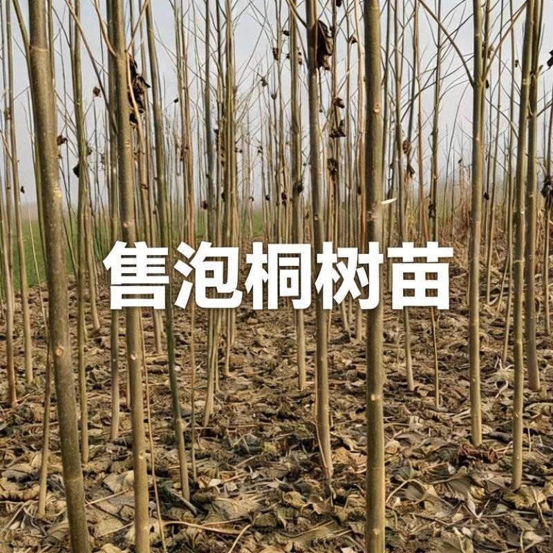 泡桐