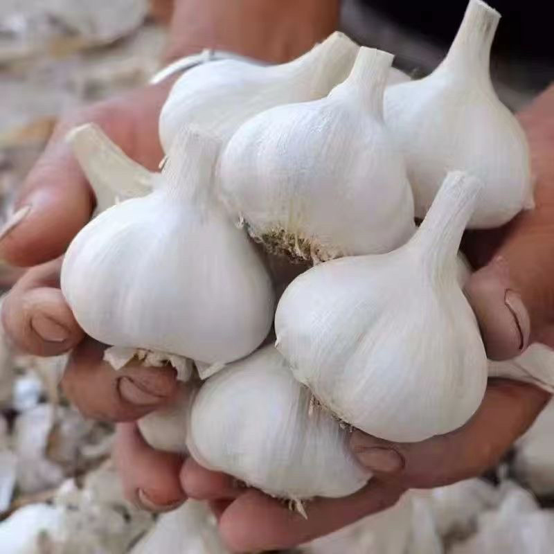 江苏射阳大量供应，白蒜货源充足，量大从优对接全国