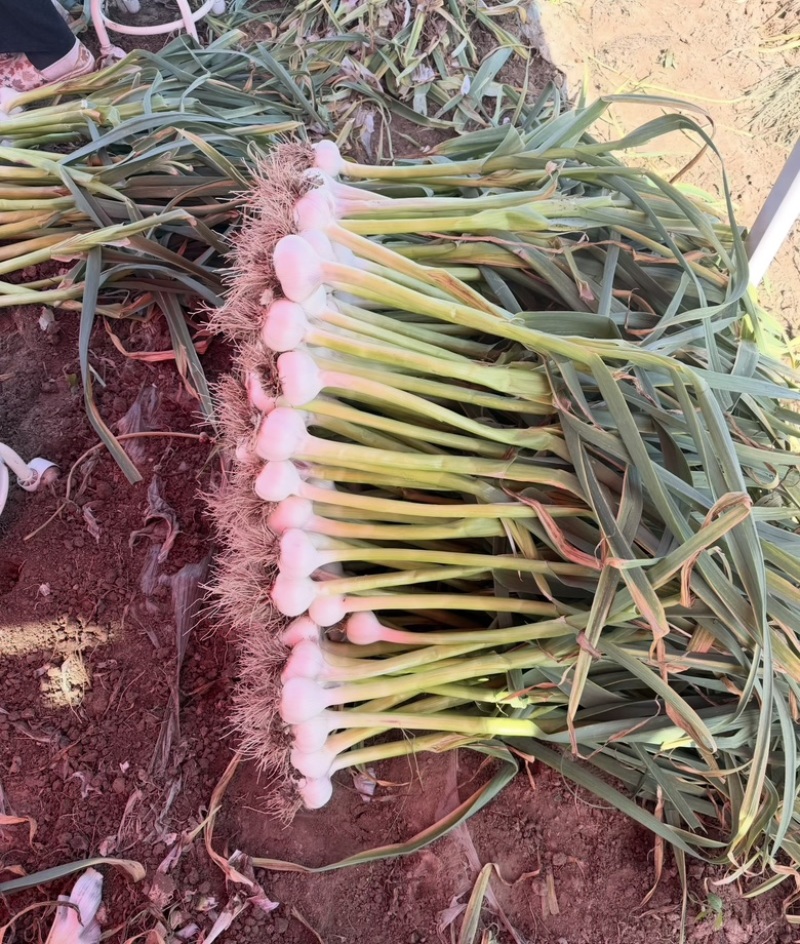 江苏射阳大量供应，白蒜货源充足，量大从优对接全国