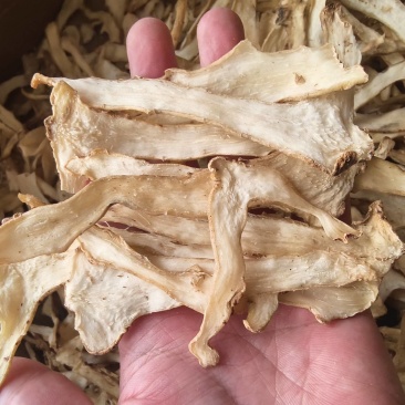 玉竹片优质干货统片批发大量供货，偏形较大湖南邵东直发