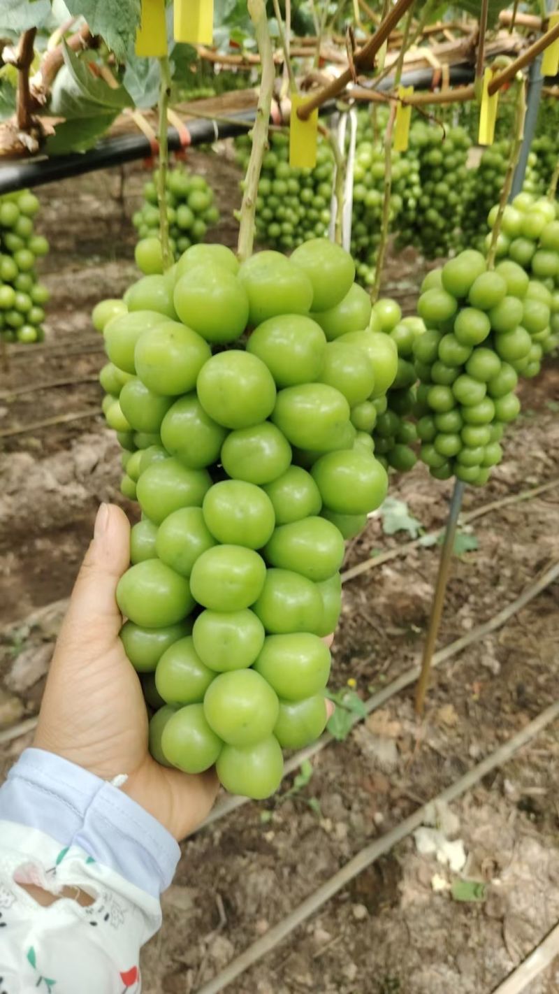 西昌阳光玫瑰