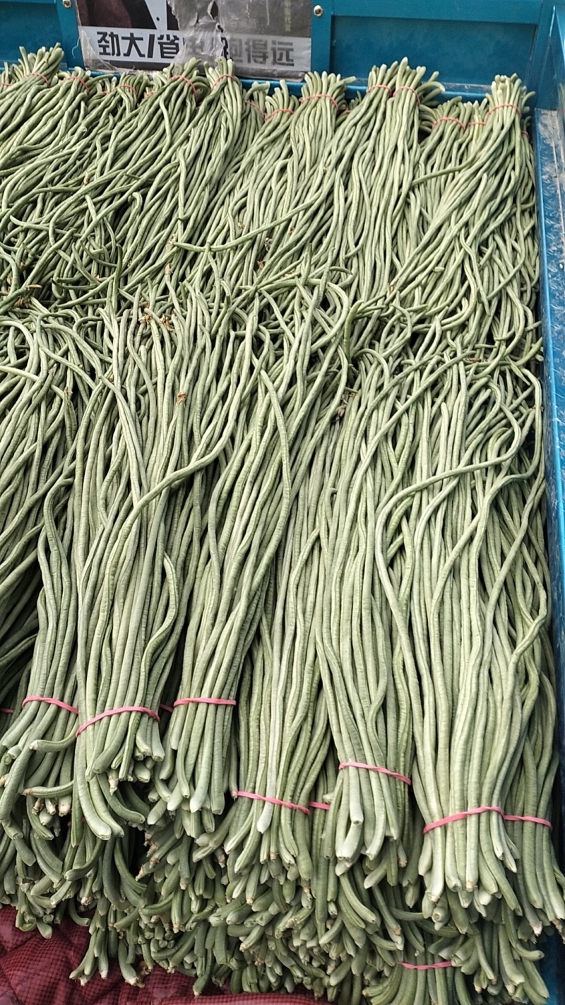 滑县精品青条豆角