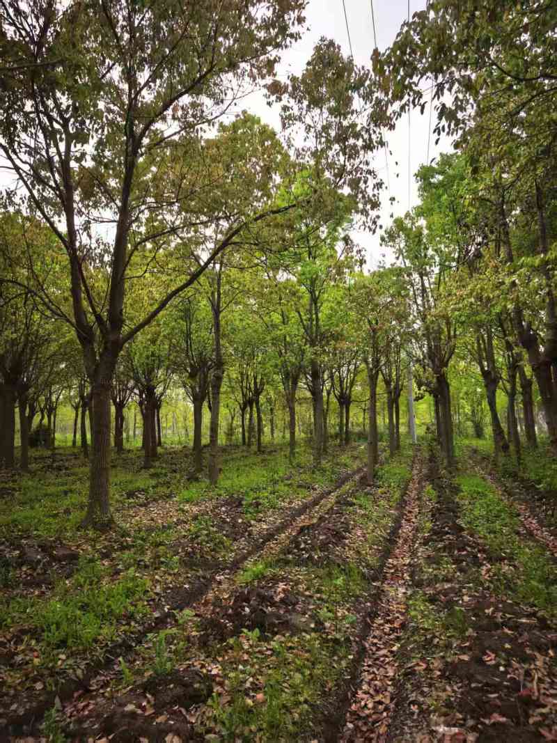 香樟树