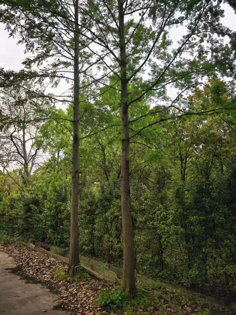香樟树