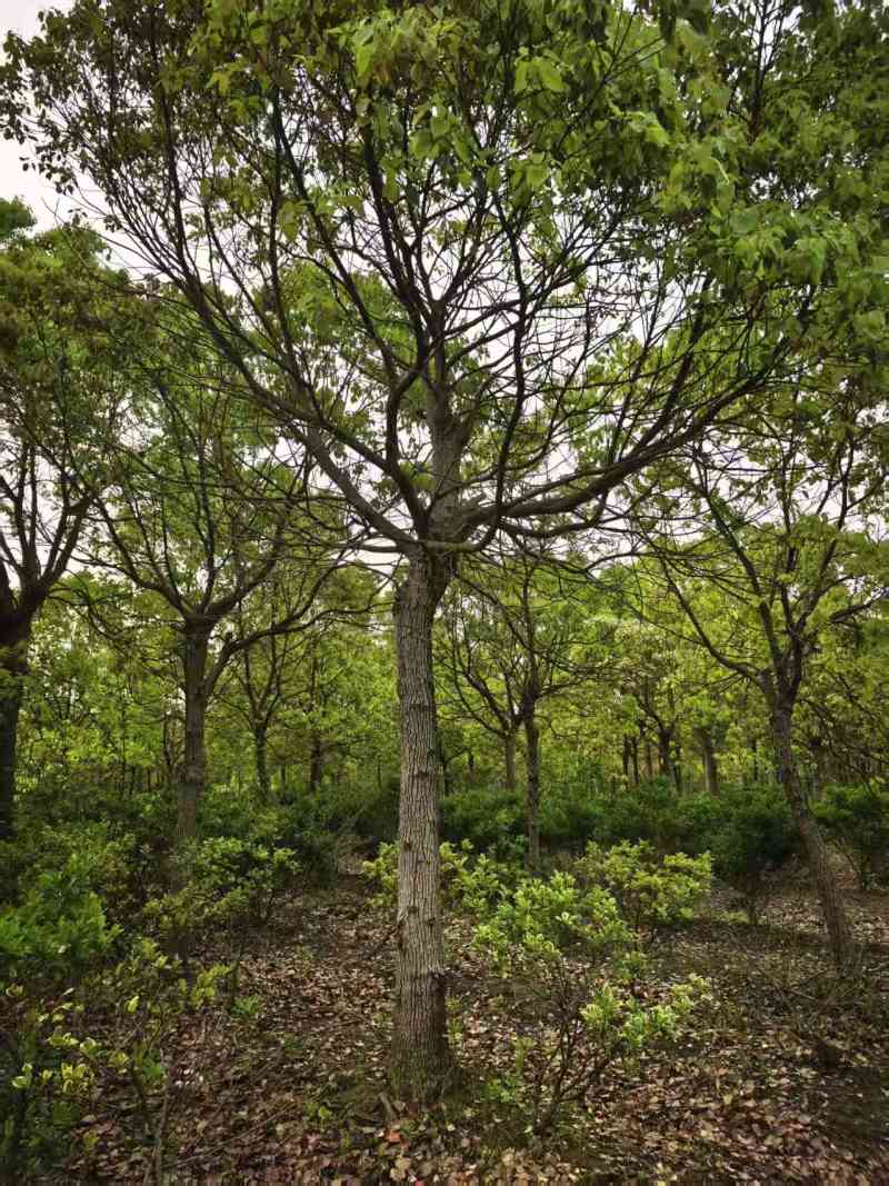 香樟树