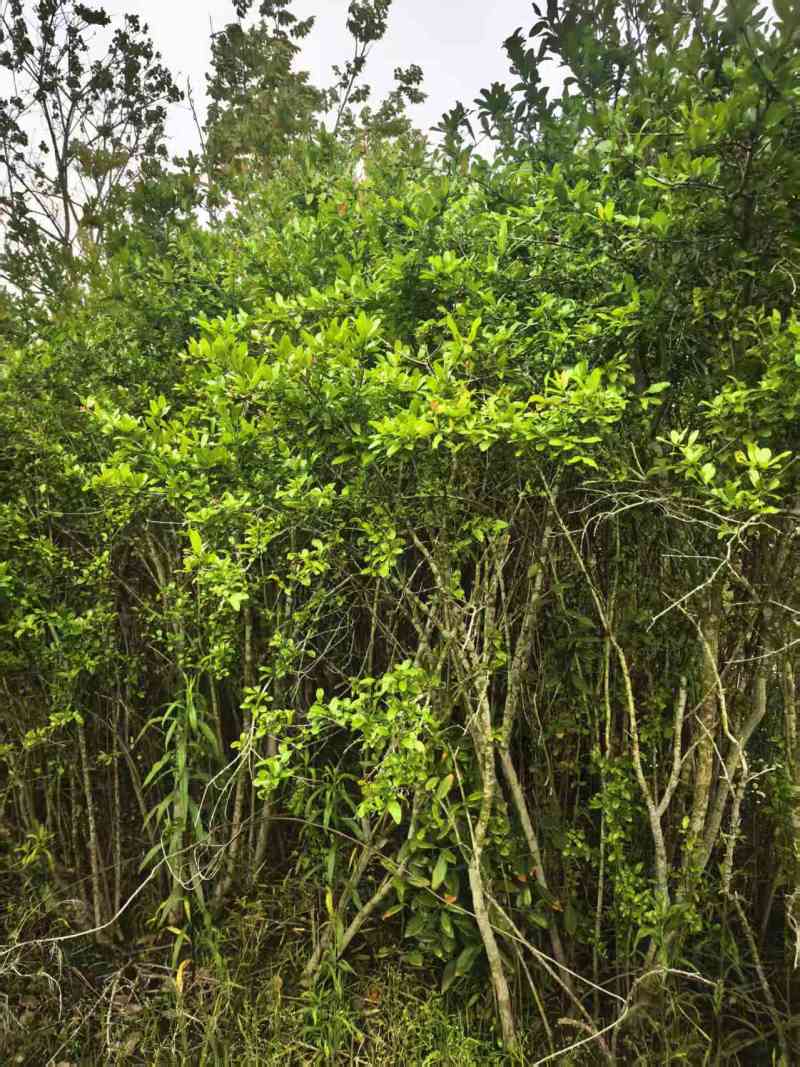 香樟树
