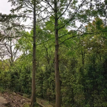 香樟树各规格齐全3-15米均有，基地供应，欢迎咨询