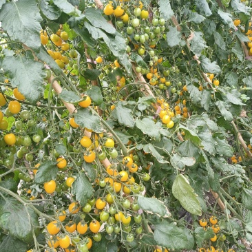 黄果小番茄
