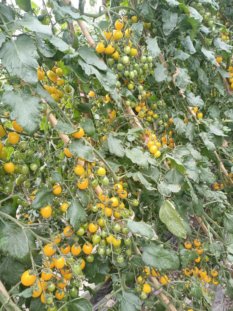 黄果小番茄