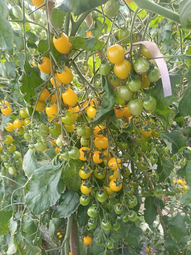 黄果小番茄