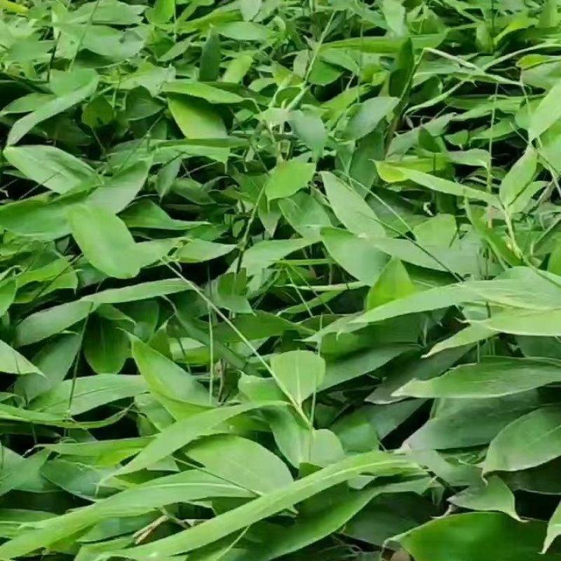 新鲜粽叶（箬叶）