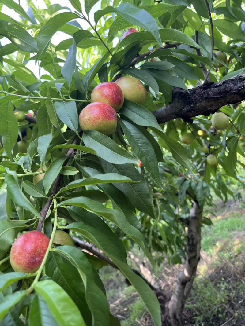 金雷油桃
