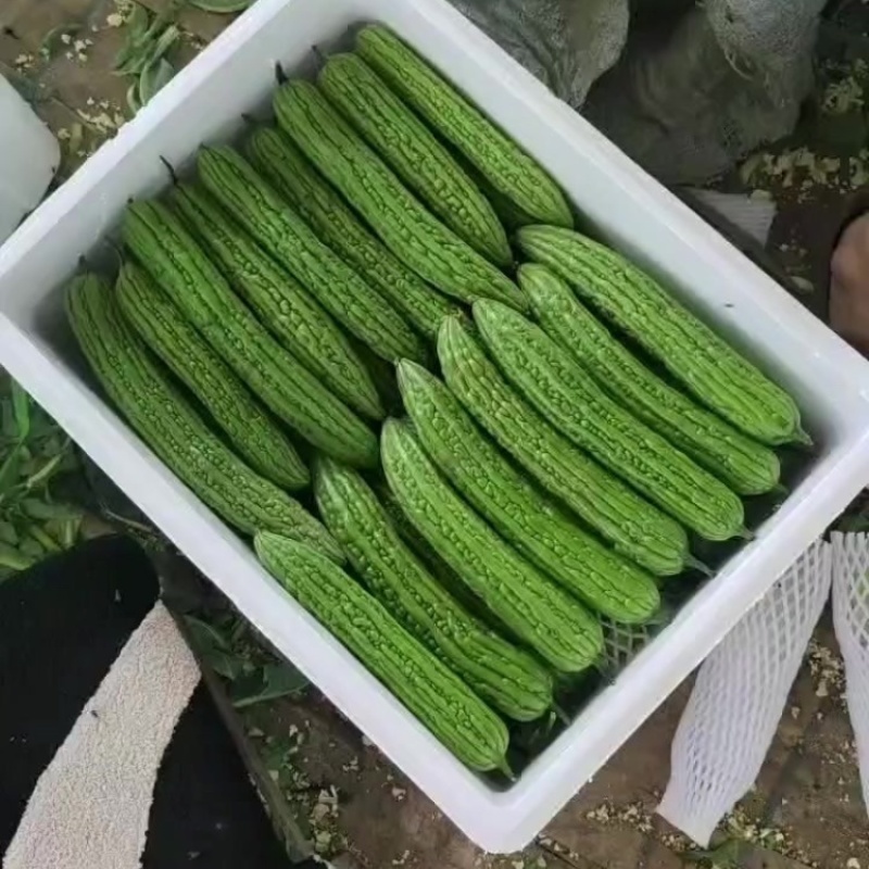 山东寿光产地油绿苦瓜.大量供应.品质优.口感好.批发价低