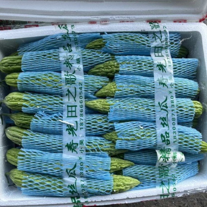 山东寿光产地油绿苦瓜.大量供应.品质优.口感好.批发价低