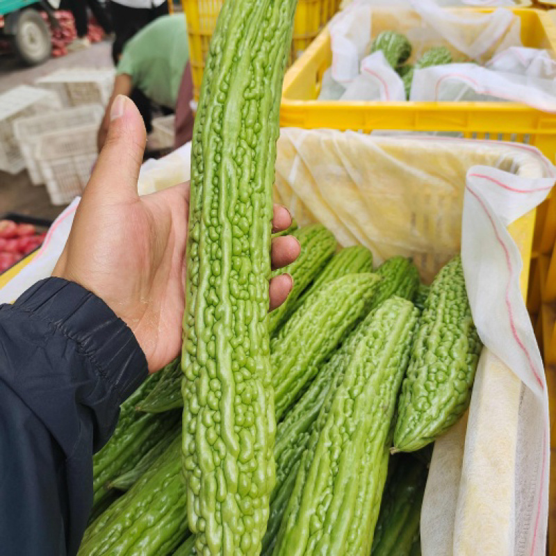 山东寿光产地油绿苦瓜.大量供应.品质优.口感好.批发价低