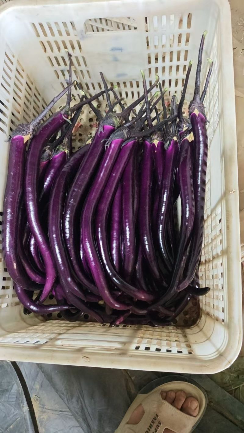 精品线茄！产地直发，量大从优！欢迎来电咨询！