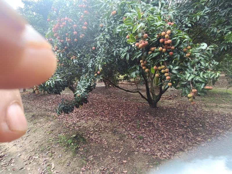精品荔枝，新鲜采摘，纯甜爆汁，口感丰富，营养健康