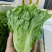 生菜，油麦菜，基地直供，质优量大，发货速度