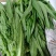 生菜，油麦菜，基地直供，质优量大，发货速度