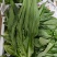 生菜，油麦菜，基地直供，质优量大，发货速度