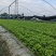 生菜，油麦菜，基地直供，质优量大，发货速度