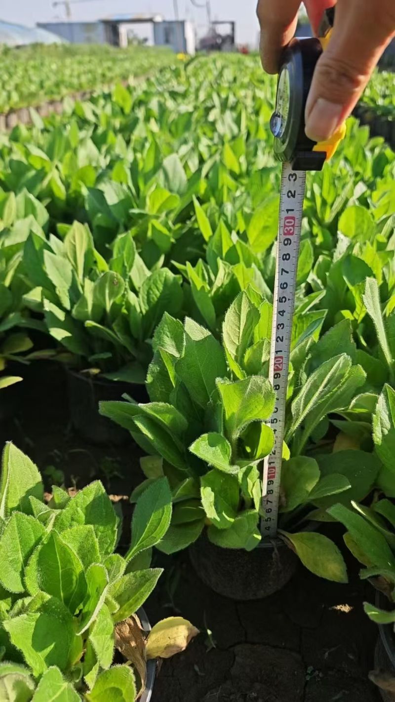 观花植物黑心菊1加仑，基地有量，欢迎来一亩田订购。