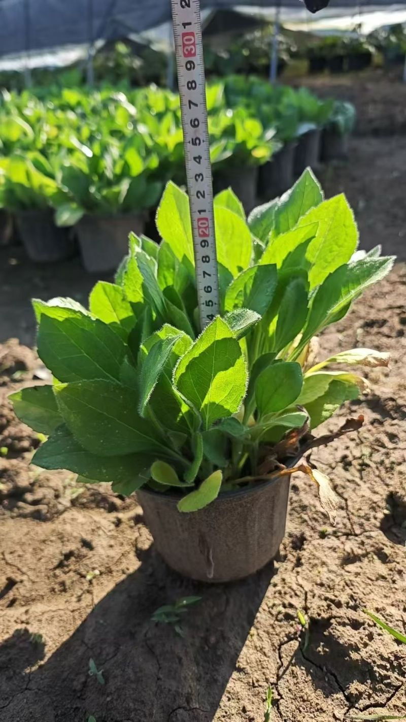 观花植物黑心菊1加仑，基地有量，欢迎来一亩田订购。