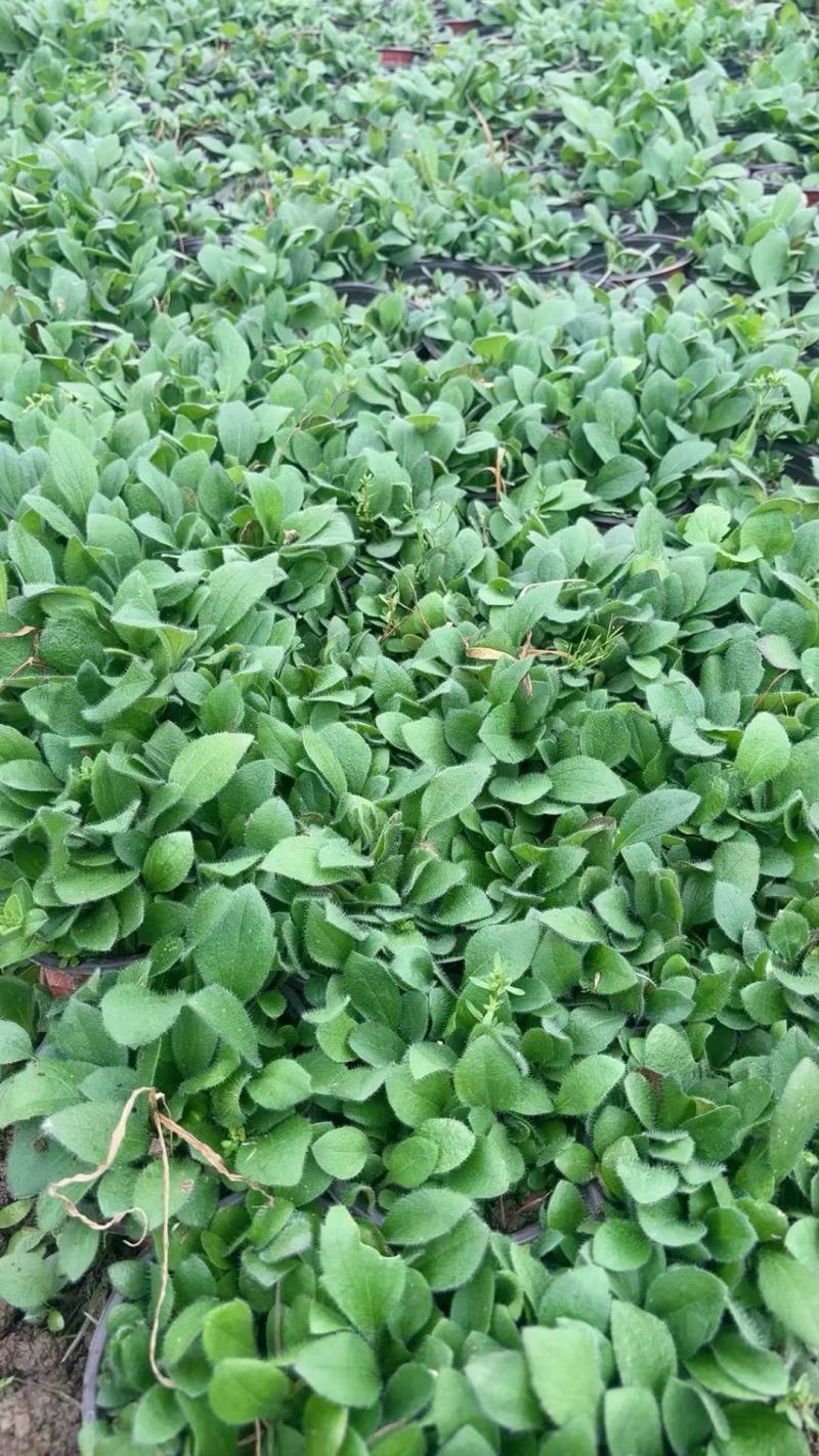 观花植物黑心菊1加仑，基地有量，欢迎来一亩田订购。