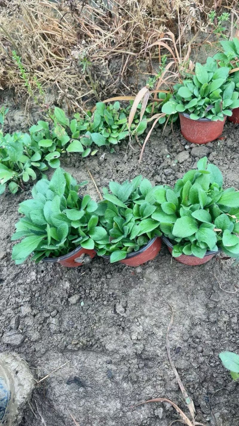 观花植物黑心菊1加仑，基地有量，欢迎来一亩田订购。