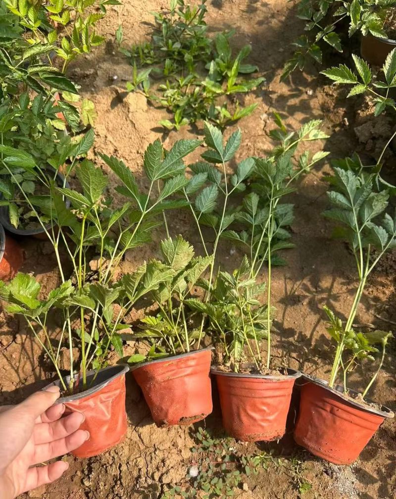 观花植物络新妇120杯，基地有量，欢迎来一亩田订购。