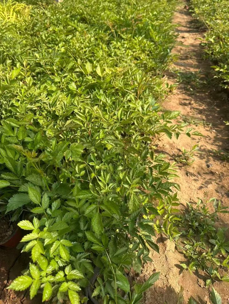 观花植物络新妇120杯，基地有量，欢迎来一亩田订购。